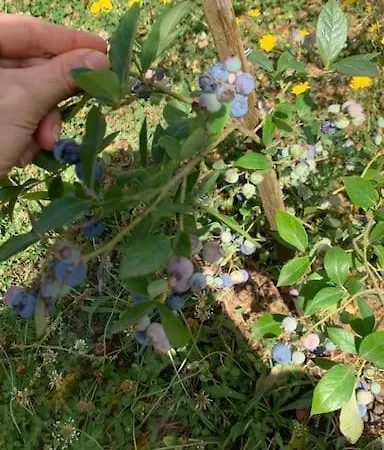 Alpesi faház Quinta Pedro E Ines