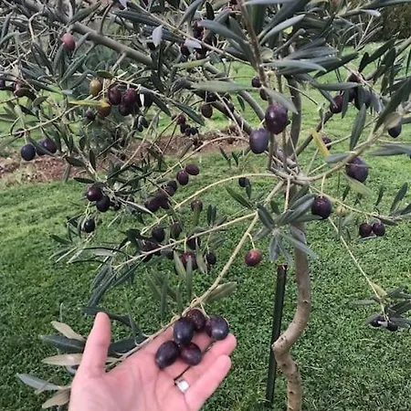 Σαλέ Quinta Pedro E Ines *