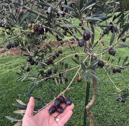 Chalet Quinta Pedro E Ines *